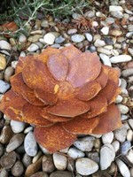 Edelrost Sukkulente Edelrostblume Metallblume Blume Rost Garten Metall
