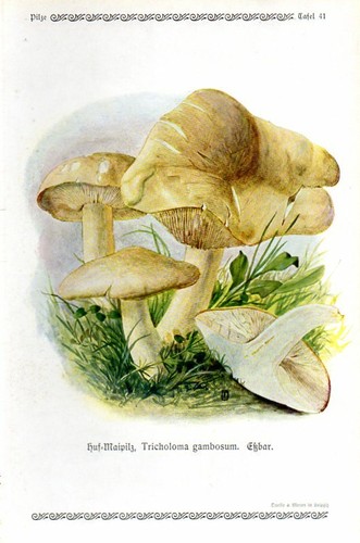 1913 GRAMBERG CHROMOLITHOGRAPHIE Pilze: St. Georg Pilz - Bild 1 von 3