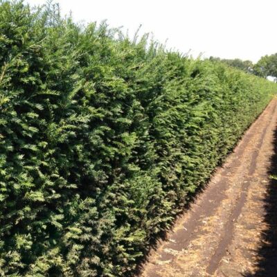 100 Stck Taxus Baccata Gemeine Eibe / Europische Eibe - Heckenpflanze   | eBay.de