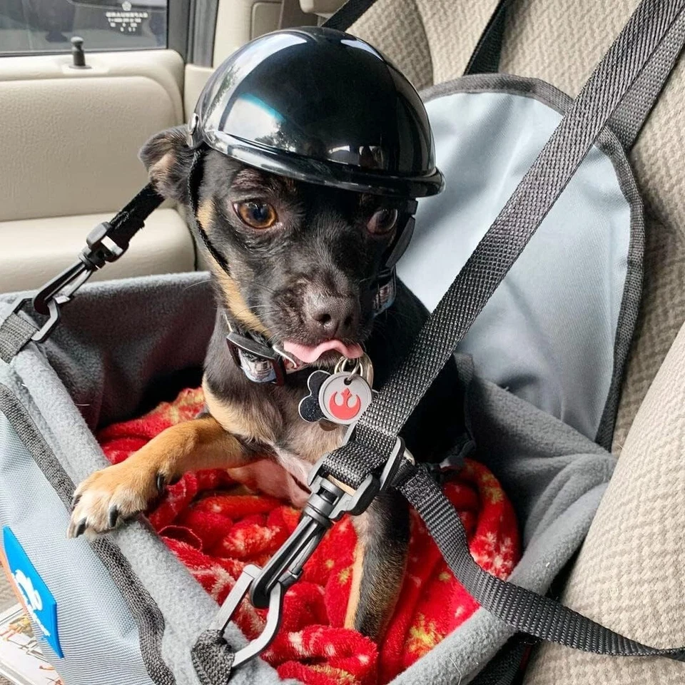 Casco de mascota disfrutando, casco para perros pequeños, sombrero de motocicleta/bicicleta para gato, al aire libre Foto 3 de 3