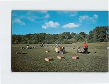 Postcard Harvesting Cranberries Cape Cod Massachusetts USA