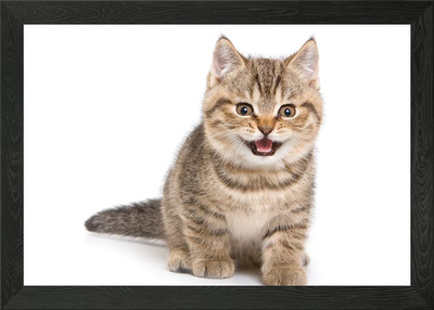 Katzen Gerahmtes Wandbild Poster Leinwanddruck Bild