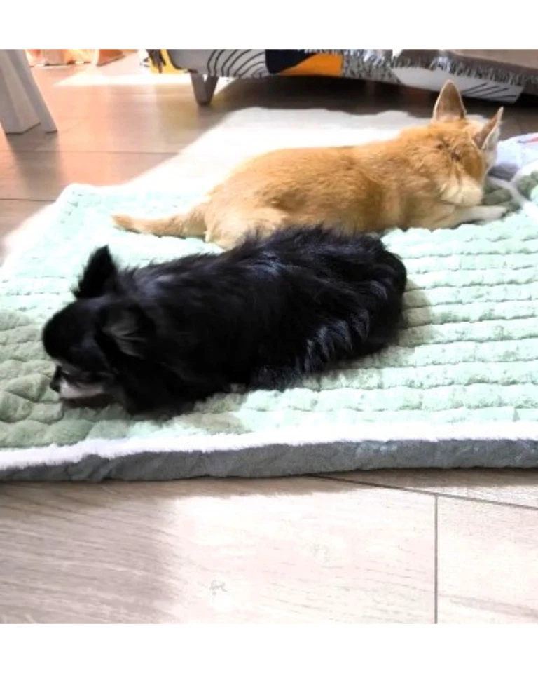 Letto Ortopedico per Cani e Gatti in Memory Foam – 60x40 cm – Sped. Gratuita - Immagine 4 di 4