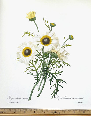 Redoute Flowers #22 CHRYSANTHEMUM  Botanical Art BK Plate SUPERB CONDITION L@@K!
