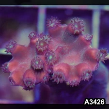 Item#A3426SP3426(S) WYSIWYG Aussie Ultra Unique Turbinaria Heronensis Frag