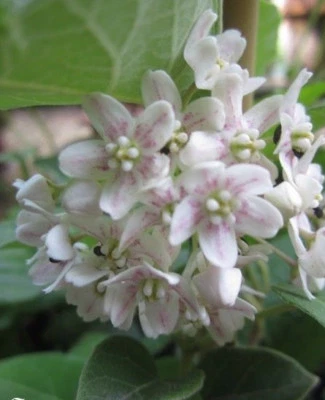 ♫ Drégée de Chine - Wattakaka sinensis ♫ Graines ♫ Ornement Grimpant Mellifère ♫