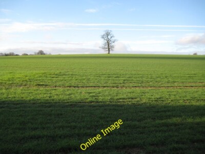 Foto 6x4 Little Hadham: Einsamer Baum auf Mühle Common Albury\/TL4324 wie immer c2014