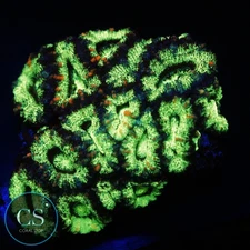 CS ULTRA BRIGHT RADIOACTIVE ACAN COLONY - WYSIWYG LIVE CORAL