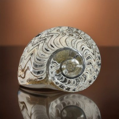 Carved Polished Ammonite Fossil 6  Dimensional Nautilus Madagascar Object d Art