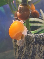 5 Live Freshwater Mystery Snails - Assorted Shell Colors - Beginner Tropical