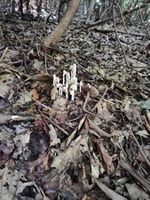 Organic Ghost Pipe Tincture Monotropa uniflora 2oz physical and emotional pain