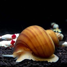 ALBINO MYSTERY SNAIL