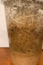 Flightless Fruit Flies newly started 24oz Drosophila hydei culture 