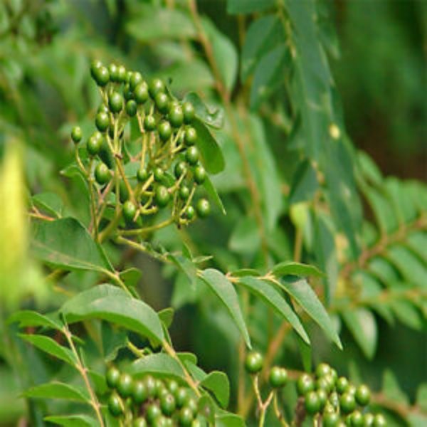 Curry Leaves Seeds Curry Leaf Natural Kadi Patta Murraya Koenigi Free