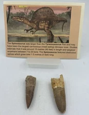 Spinosaurus Teeth Dinosaur F0SSIL Before T Rex Cretaceous K304