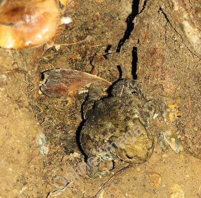 Photo 6x4 Common toad (Bufo bufo) emerging from its hole South Walsham Th c2011