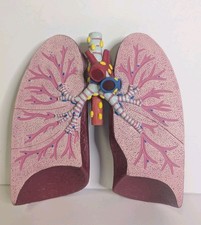 Anatomical Lung Model with Bronchial Tree for Medical Education and Training 