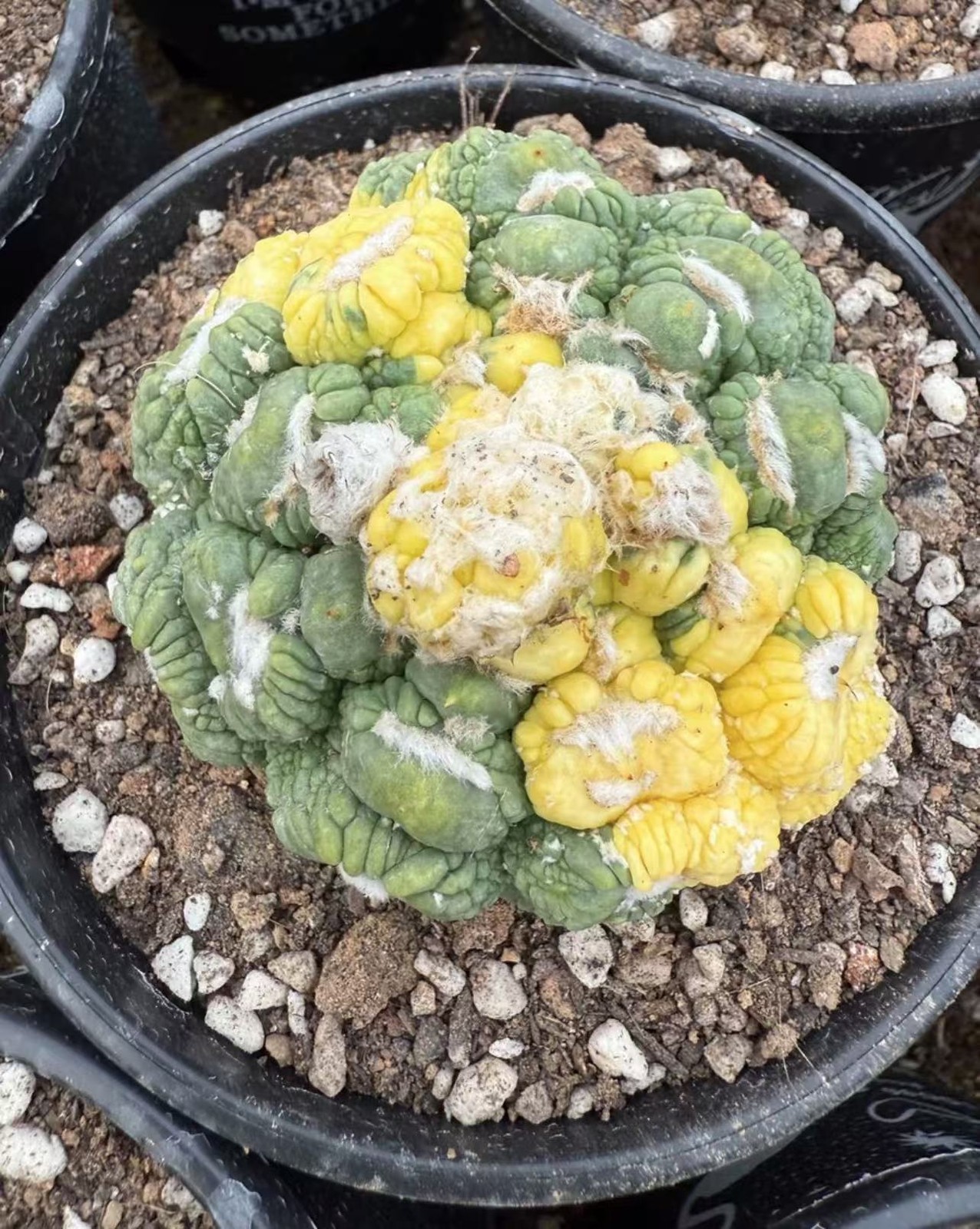 Astrophytum Wukong Douxiu Huajin, with unique colors Mutated sphere brocade