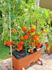 26+Patio BUSH TOMATO Seeds Organic Compact 36" Plant Vegetable Garden Container
