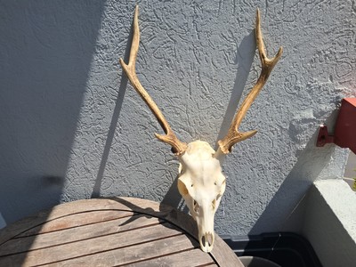 Sika Hirschschschädel; Cervus Nippon #14