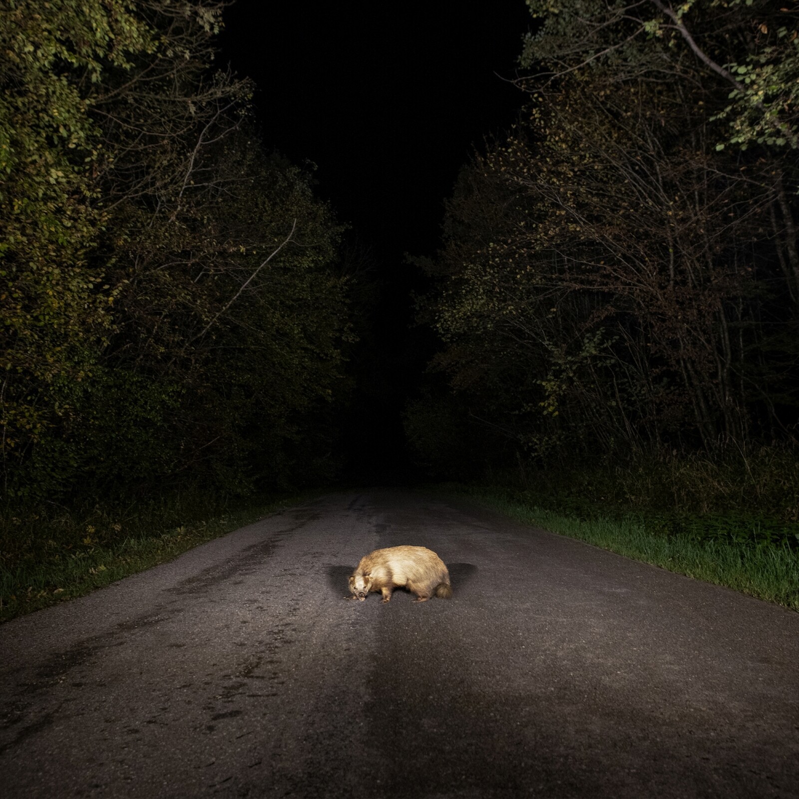 Stonks Badger CD XAG055CD Nuovo