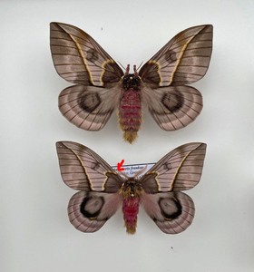 Saturniidae AUTOMERIS FRANKAE****pair Nr.1*****Mexico
