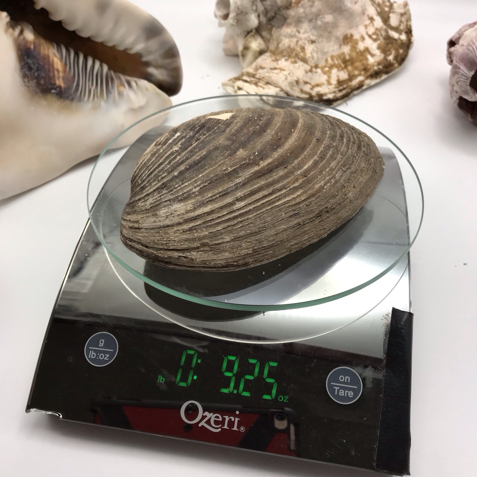 Shell Specs Lot of 5 Large Seashells Conch Clam Barnacle Coastal Beach Decor Shells