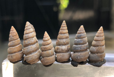 35 Carat Turritella Fossils any of several species of gastropods snails