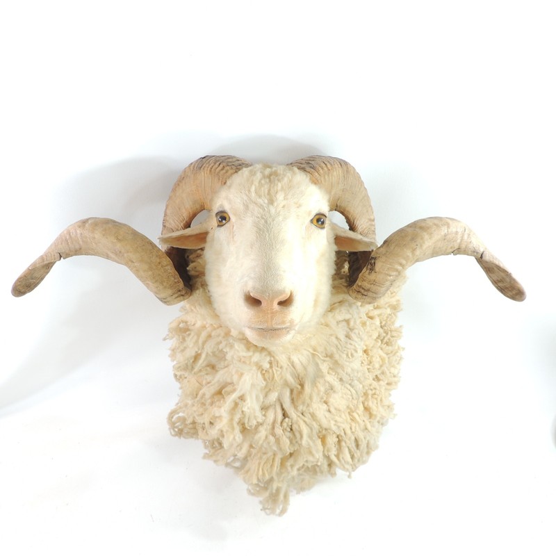 Vintage Barbarosa Merino Ram Horn Taxidermy Mount White Blonde Sheep USA Made