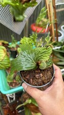 Platycerium Staghorn Fern Madagascariense #3