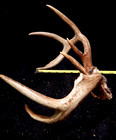 Deer Antler Rack Scull Cap 8 Point Lot i — photo 6