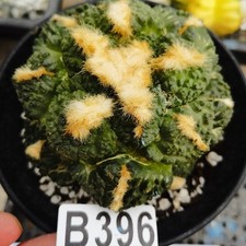 No rooting ！----------  Ariocarpus-Copiapoa cinerea/Astrophytum asterias