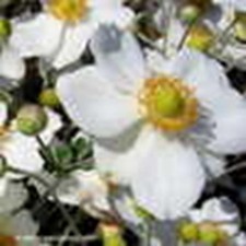 Anemone Honorine Jobert ex 9cm pots - Hardy Perennials