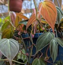 Philodendron Micans Velvet Leaf Live Plant 4" Pot Well Rooted Houseplant 