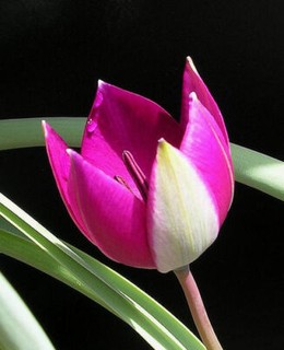 12 x Miniature Tulips PERSIAN PEARL Dwarf Perennial Garden Plant BULBS