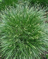 Carex divulsa 9cm pot/divisions, Native tufted evergreen 'octopus grass'
