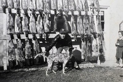 ORIGINAL 1954 PHOTO MAN WITH HUNTING DOG 35 RACCOONS PELTS HANGING 5 X 3.5  b