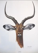 RAY HARM IMPALA-BEAUTIFUL, MAJESTIC PRINT- MUST SEE TO APPRECIATE-MINT CONDITION