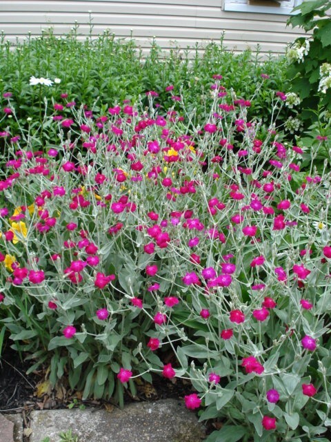 orchids plants for delivery Tropical Symphony