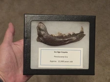 RARE ICE AGE COYOTE PREHISTORIC JAW TOOTH FOSSIL WOLF CANINE MUSEUM DISPLAY!