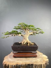 Bonsai  Premna Microphylla  Medium Size Bonsai Tree indoor