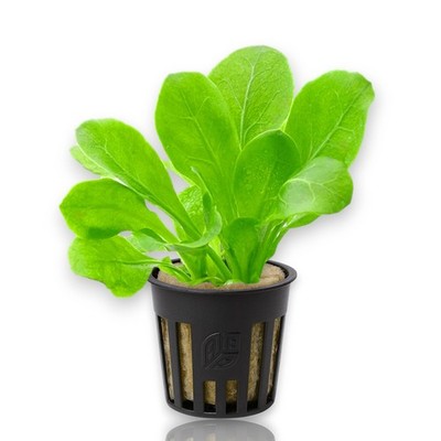 Samolus Valerandi (Parviflorus) | APF Aquarium Plants Factory Fresh-cut Plants