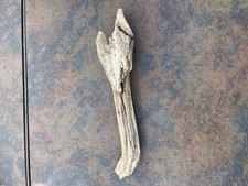 Natural Driftwood for Plants Terrarium Taxidermy Art Projects