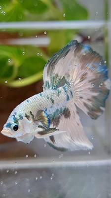 RARE HALFMOON SUPER DOTS COPPER MARBLE BETTA (100% REAL PICT)