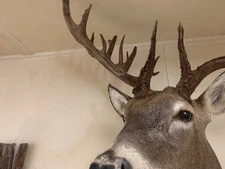 deer head shoulder mount trouphy oddity 16 point white tail monster