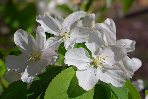Siberian Crab Apple, Malus baccata, Tree Seeds, (Fast, Fragrant, Hardy) - Bild 11 von 11