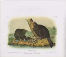 Audubon 1989 Vintage "American Beaver" Wild Nature Mammal Color Art Lithograph
