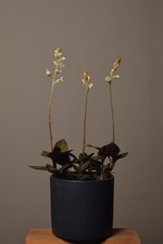 Ludisia Discolor, Jewel Orchid, Live Plant Not In Bloom