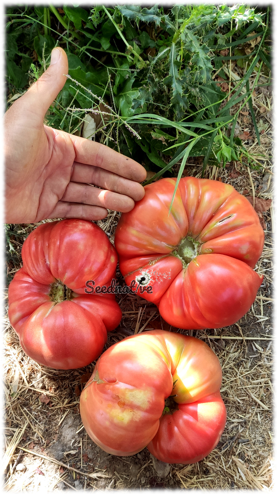 Tomate Flor de Baladre - 20 semillas - Seeds - Graines - Semi - Bio
