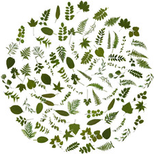 100Pcs Small Green Leaf Stickers, Nature Plant Stickers Transparent for Scrapbo